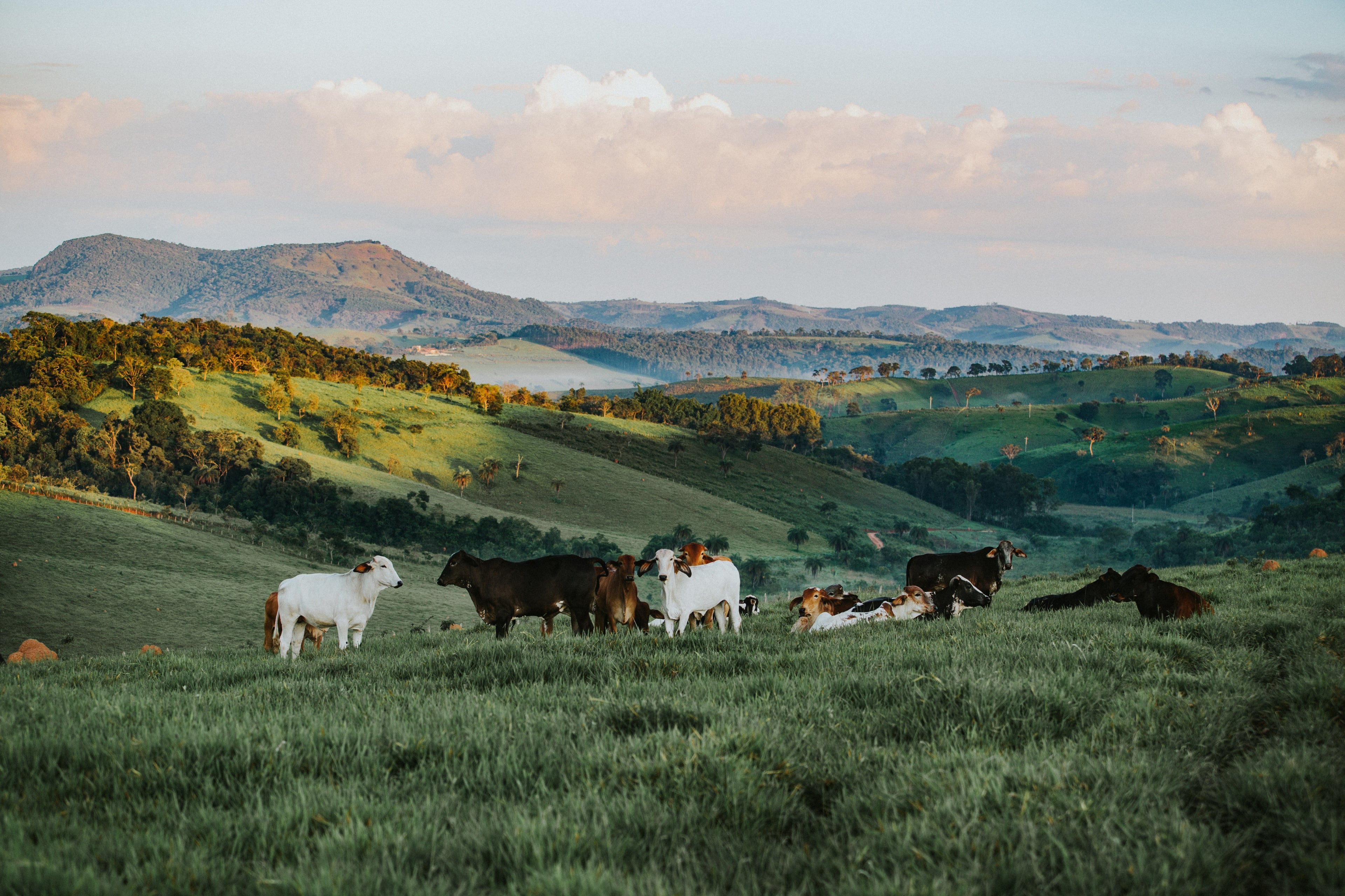 New Zealand Grass Fed Beef Bone Broth